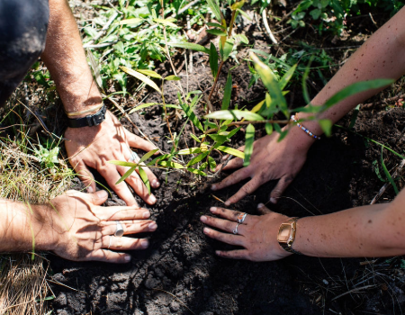 Hands planting a tree in the soil, symbolizing the bonds that connect people with the natural environment.